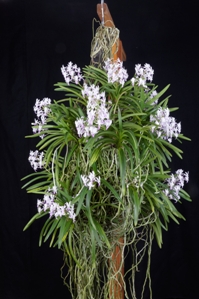Vandachostylis Lou Sneary Alfred's Delight CCM/AOS 83 pts.